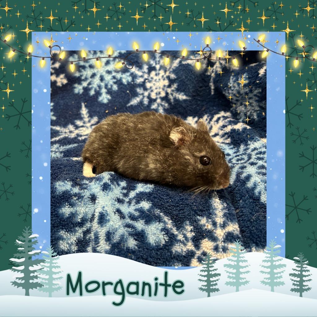 Enlarge Morganite, a Adoptable Hamster in Elizabethtown, KY image 2/5