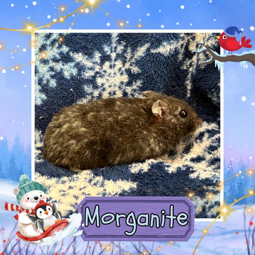 Enlarge Morganite, a Adoptable Hamster in Elizabethtown, KY image 3/5