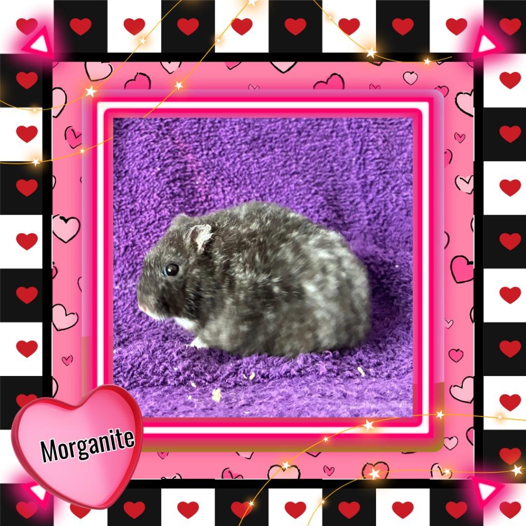 Enlarge Morganite, a Adoptable Hamster in Elizabethtown, KY image 4/5