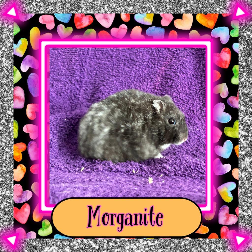 Enlarge Morganite, a Adoptable Hamster in Elizabethtown, KY image 5/5