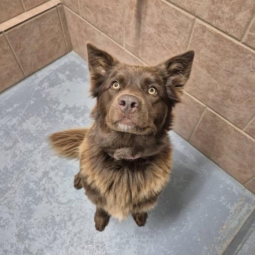 Cinnamon, Adoptable, Young Female Australian Shepherd & Chocolate Labrador Retriever.