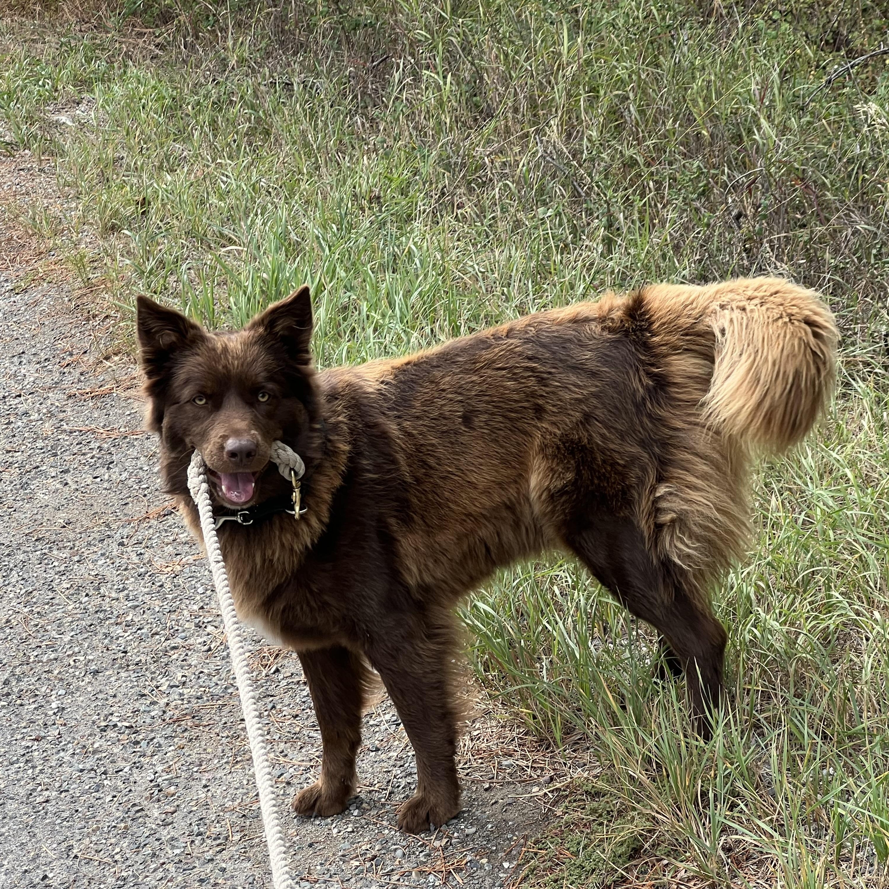 Cinnamon, a Adoptable mixed breed in Libby, MT image 2/4