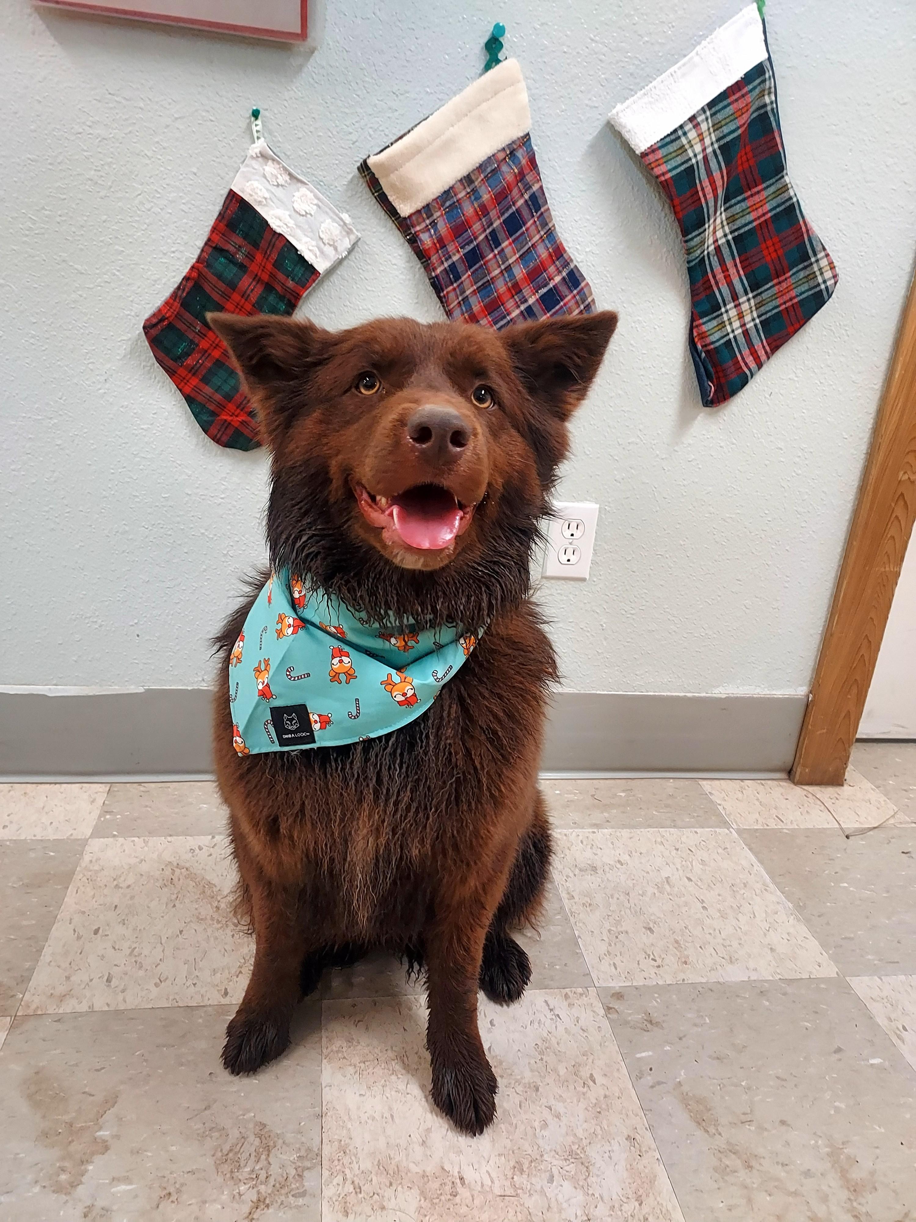 Enlarge Cinnamon, a Adoptable mixed breed in Libby, MT image 5/6