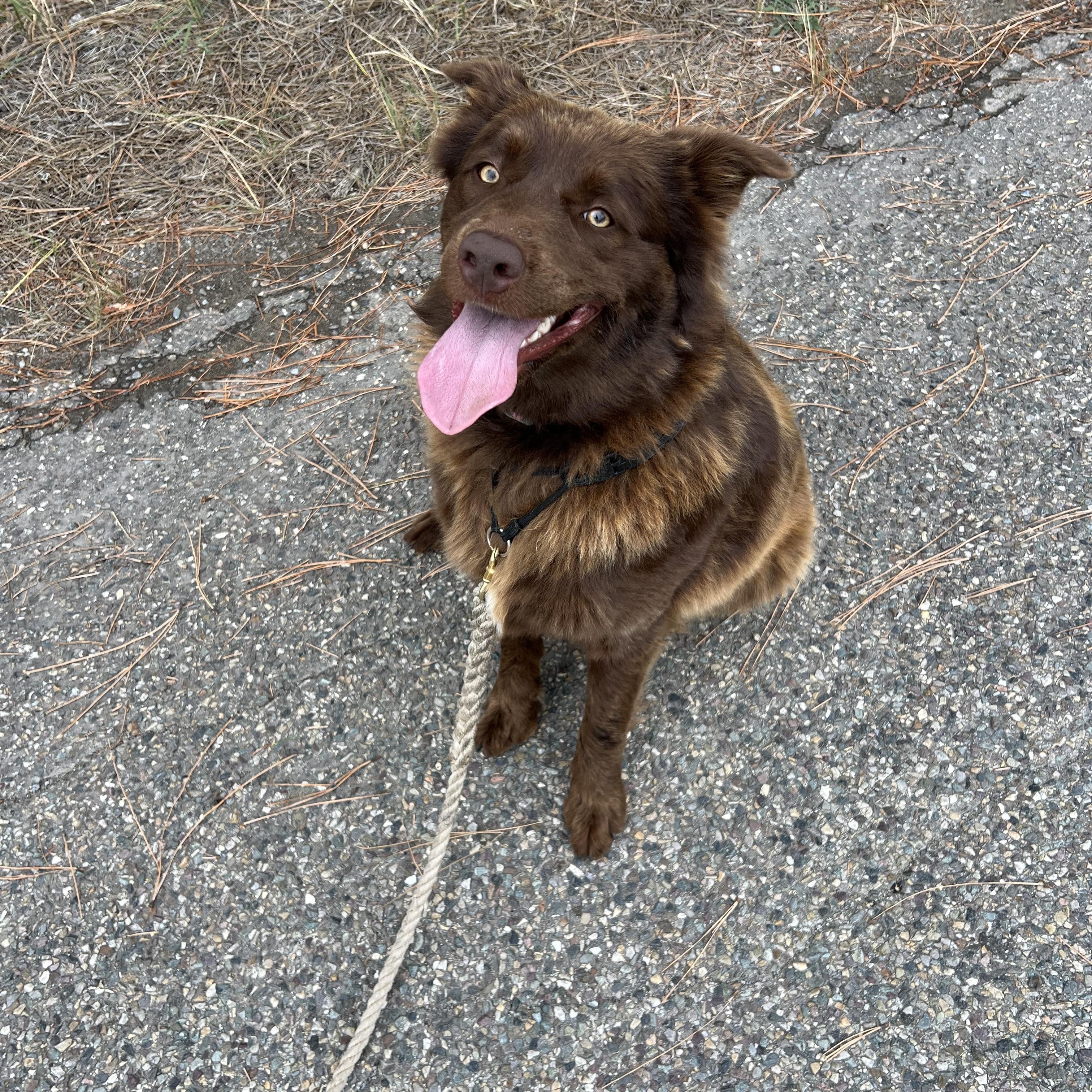 Cinnamon, a Adoptable mixed breed in Libby, MT image 3/4