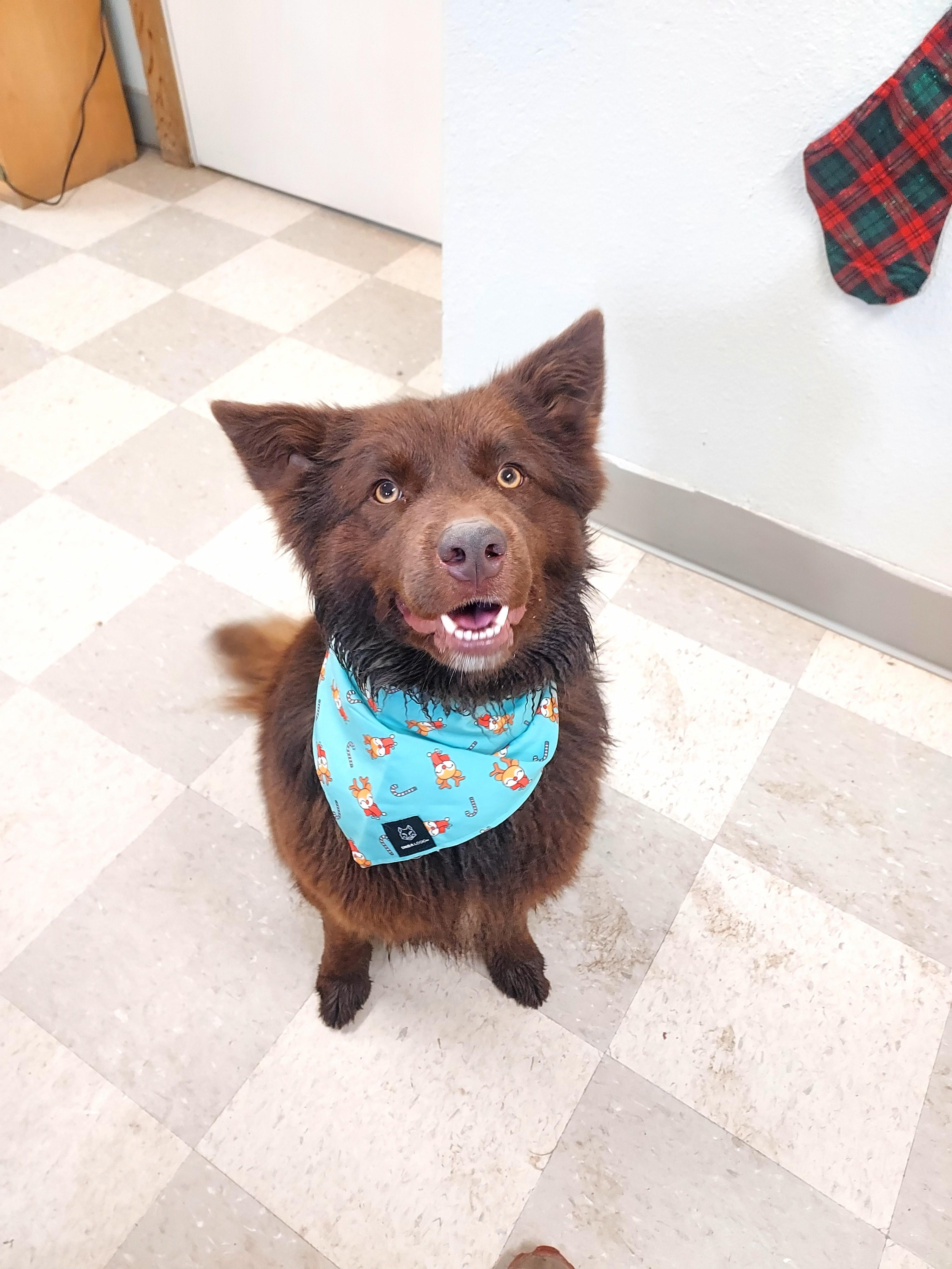 Enlarge Cinnamon, a Adoptable mixed breed in Libby, MT image 6/6