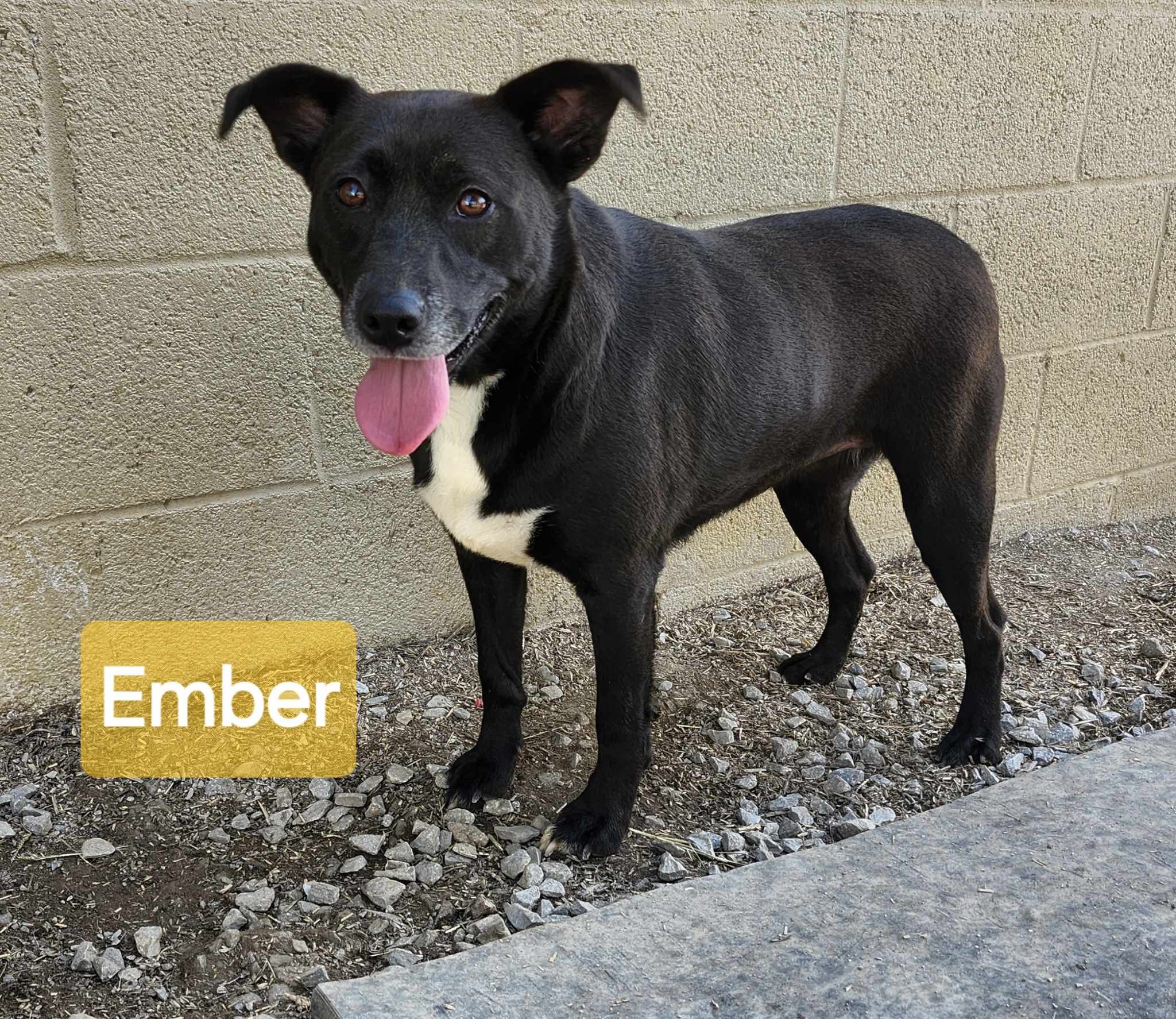 Ember, an adoptable Border Collie in Marion, KY, 42064 | Photo Image 1