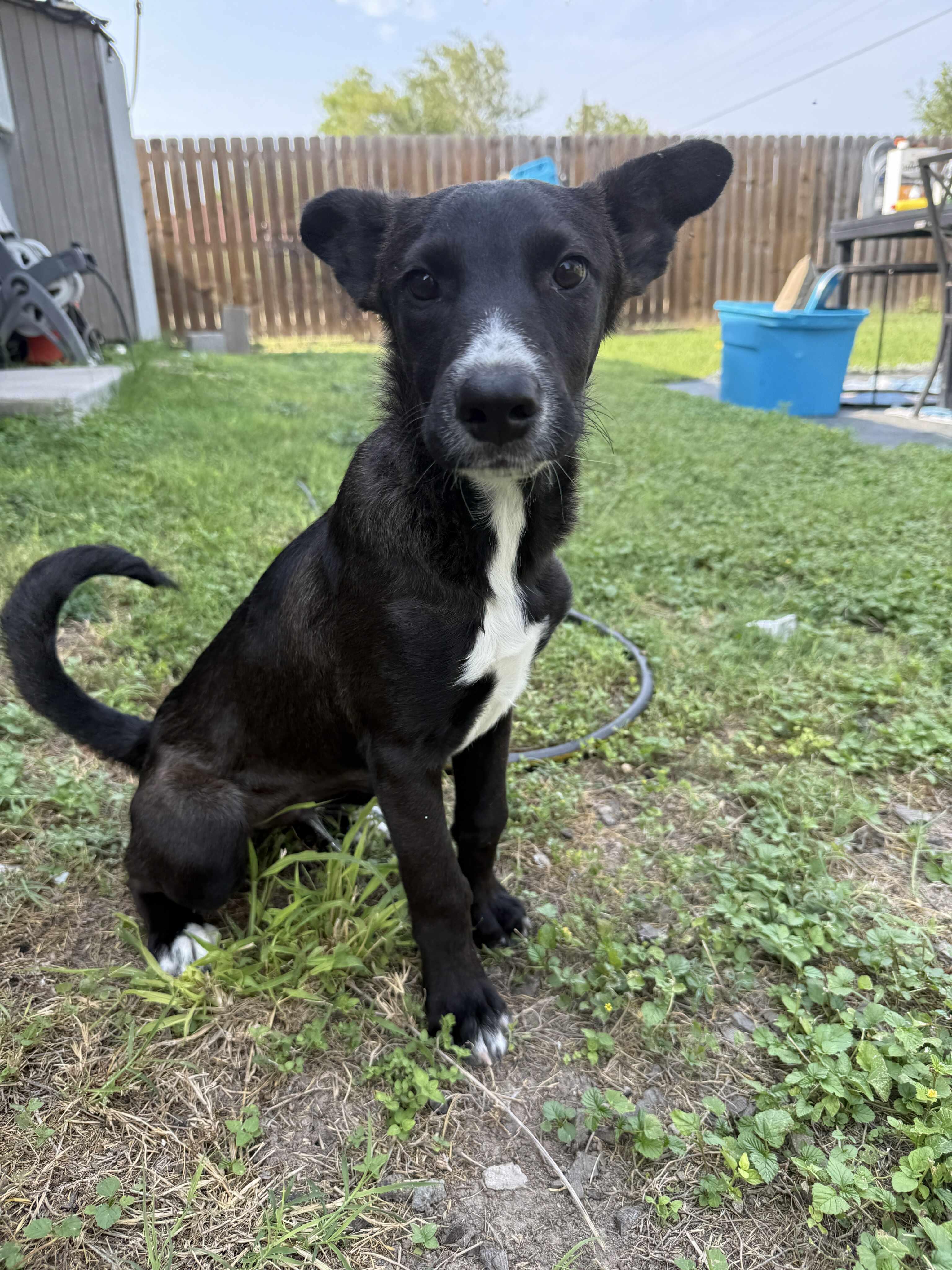 Ozzy, an adoptable Cattle Dog in Eau Claire, WI, 54703 | Photo Image 2