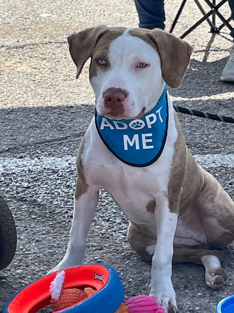 Olive, Adopted, Puppy Female American Staffordshire Terrier.