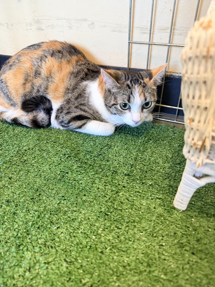 Dice, Adoptable, Adult Female Domestic Short Hair & Calico.