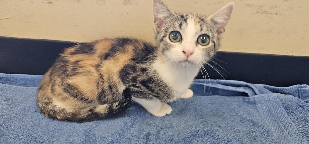 Dice, Adoptable, Young Female Domestic Short Hair & Calico.