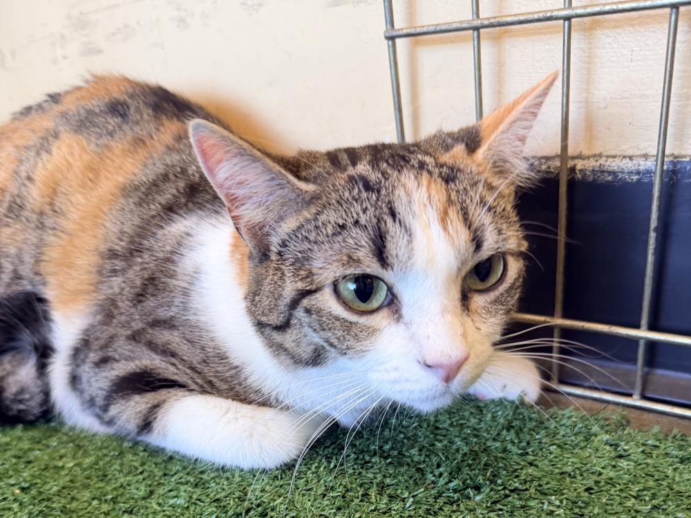 Enlarge Dice, a Adoptable mixed breed in Powder Springs, GA image 2/3