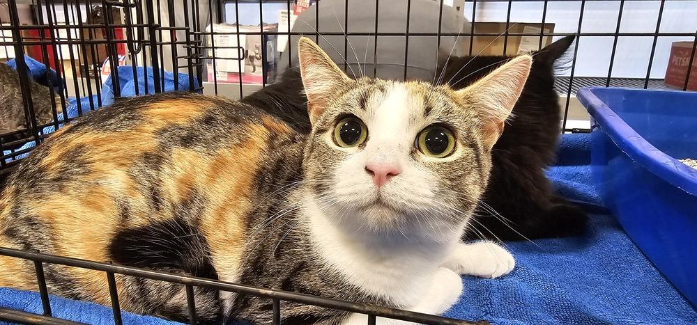 Enlarge Dice, a Adoptable mixed breed in Powder Springs, GA image 2/3