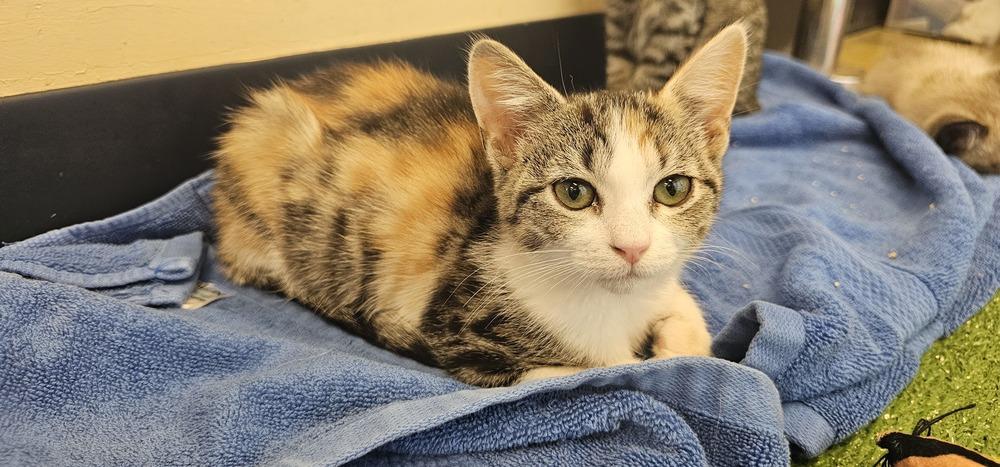 Enlarge Dice, a Adoptable mixed breed in Powder Springs, GA image 3/3