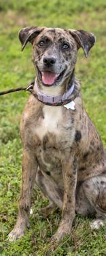 Enlarge Taz, an adopted mixed breed in La Grange, TX image 1/1
