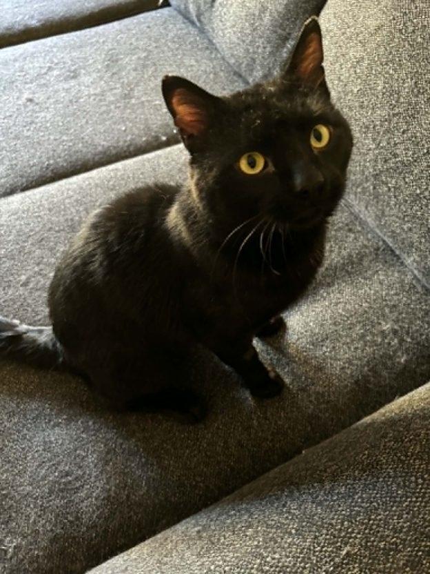 Picante, ADOPTABLE, Young Male Domestic Short Hair.