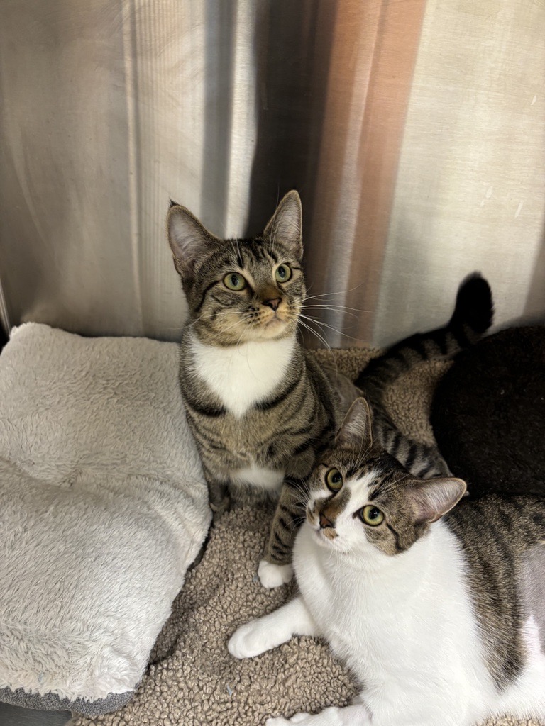 Willow and Hazel (BONDED PAIR), Adopted, Young Female Domestic Short Hair.