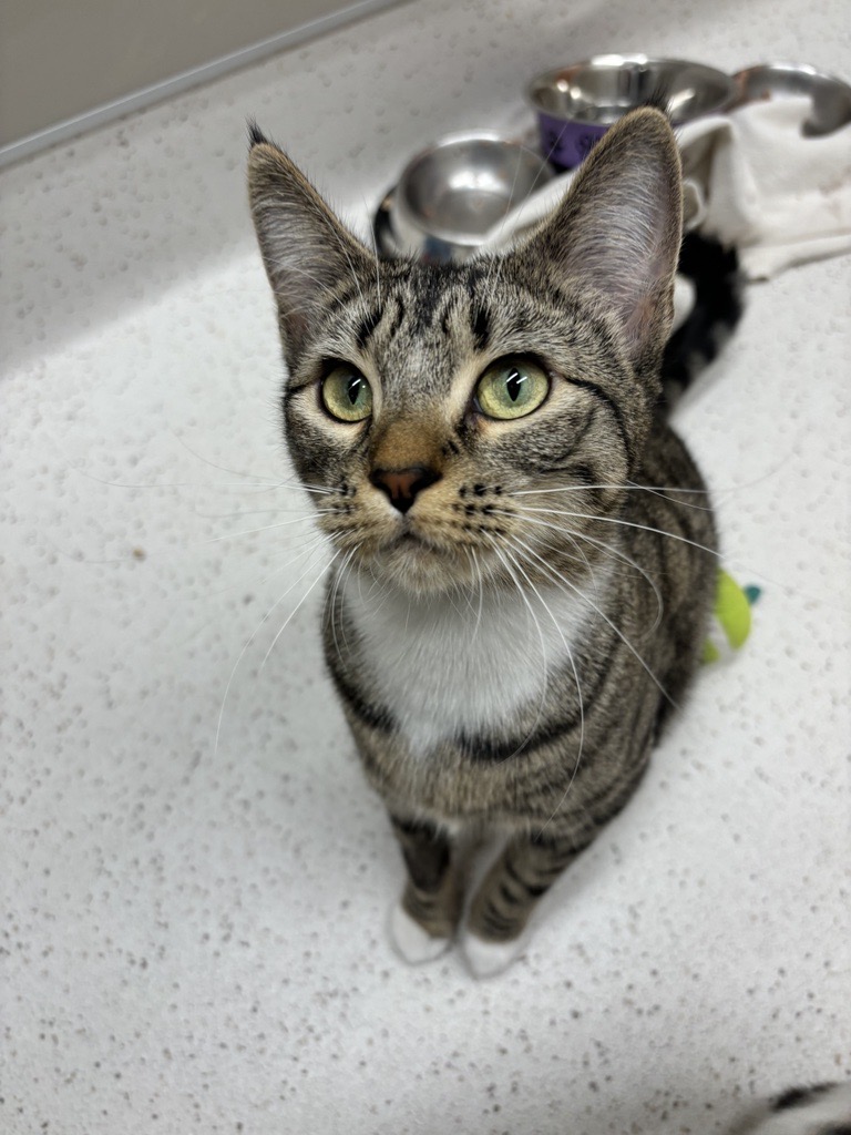 Enlarge Willow and Hazel (BONDED PAIR), a Adopted Domestic Short Hair in North Vancouver, BC image 5/5