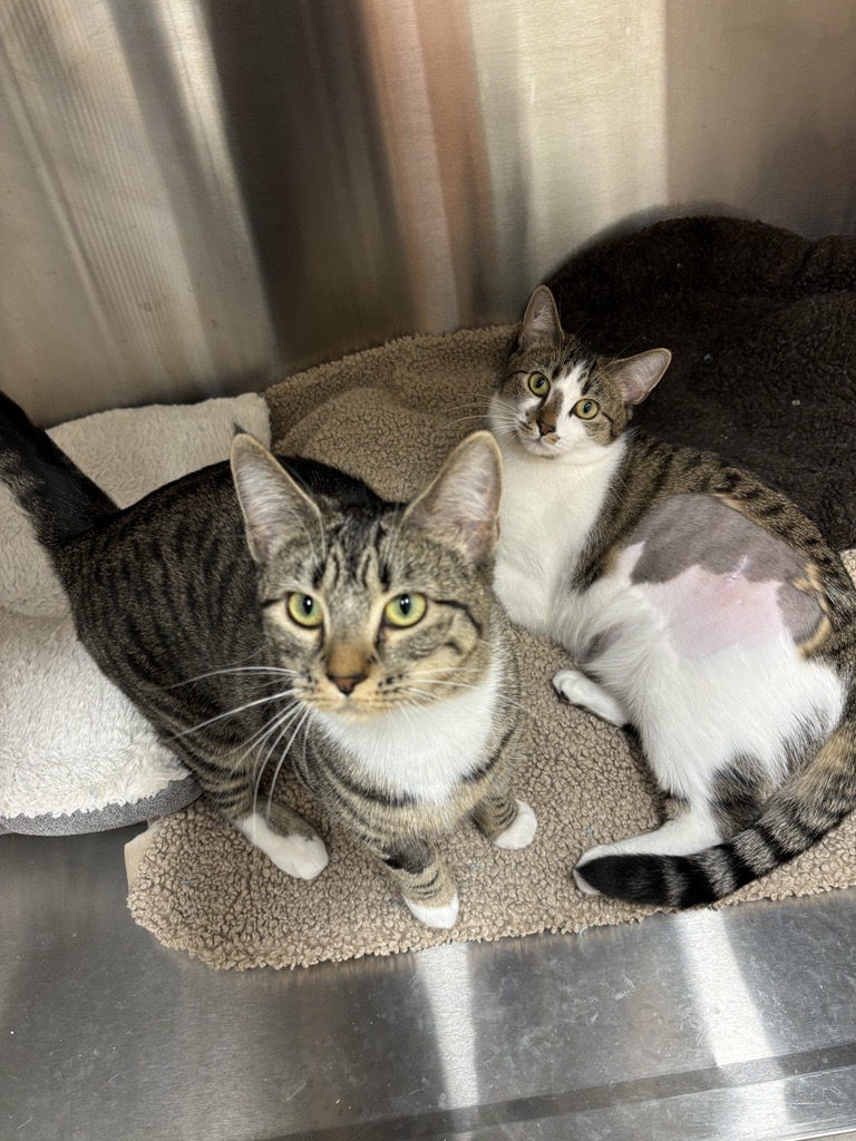 Enlarge Willow and Hazel (BONDED PAIR), a Adopted Domestic Short Hair in North Vancouver, BC image 4/5