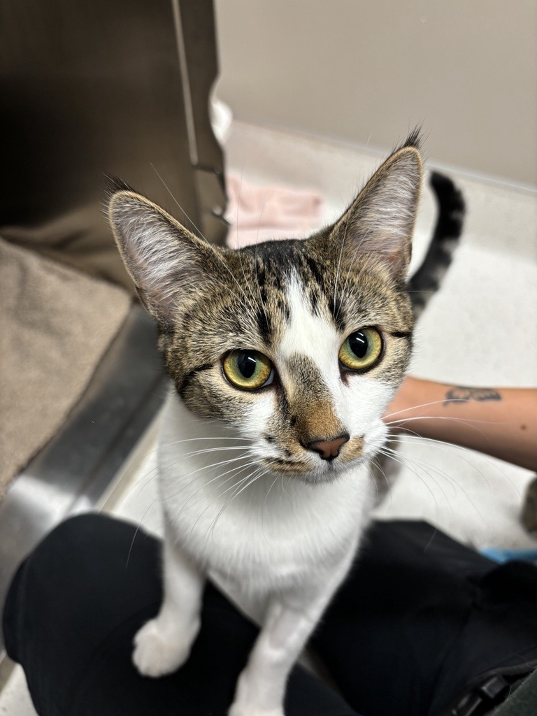 Enlarge Willow and Hazel (BONDED PAIR), a Adopted Domestic Short Hair in North Vancouver, BC image 3/5