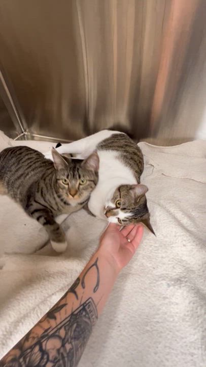 Enlarge Willow and Hazel (BONDED PAIR), a Adopted Domestic Short Hair in North Vancouver, BC video 2/5