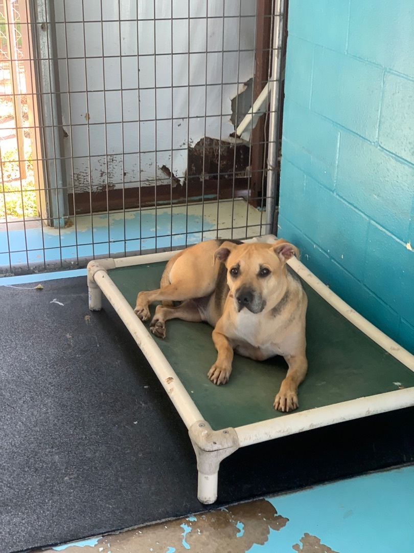 little man, Young Male Pit Bull Terrier