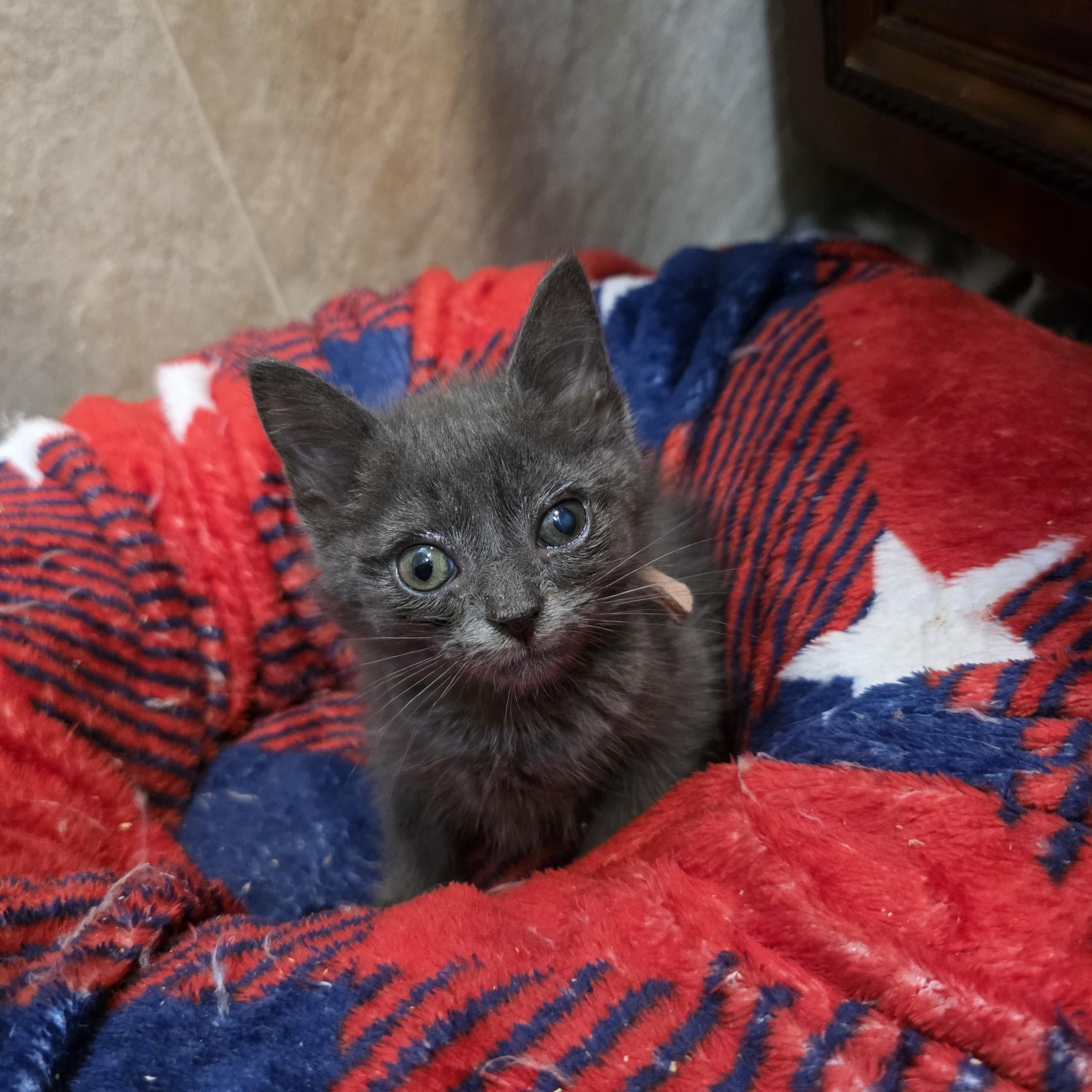 Lark, Adoptable, Kitten Male Domestic Short Hair & Russian Blue.