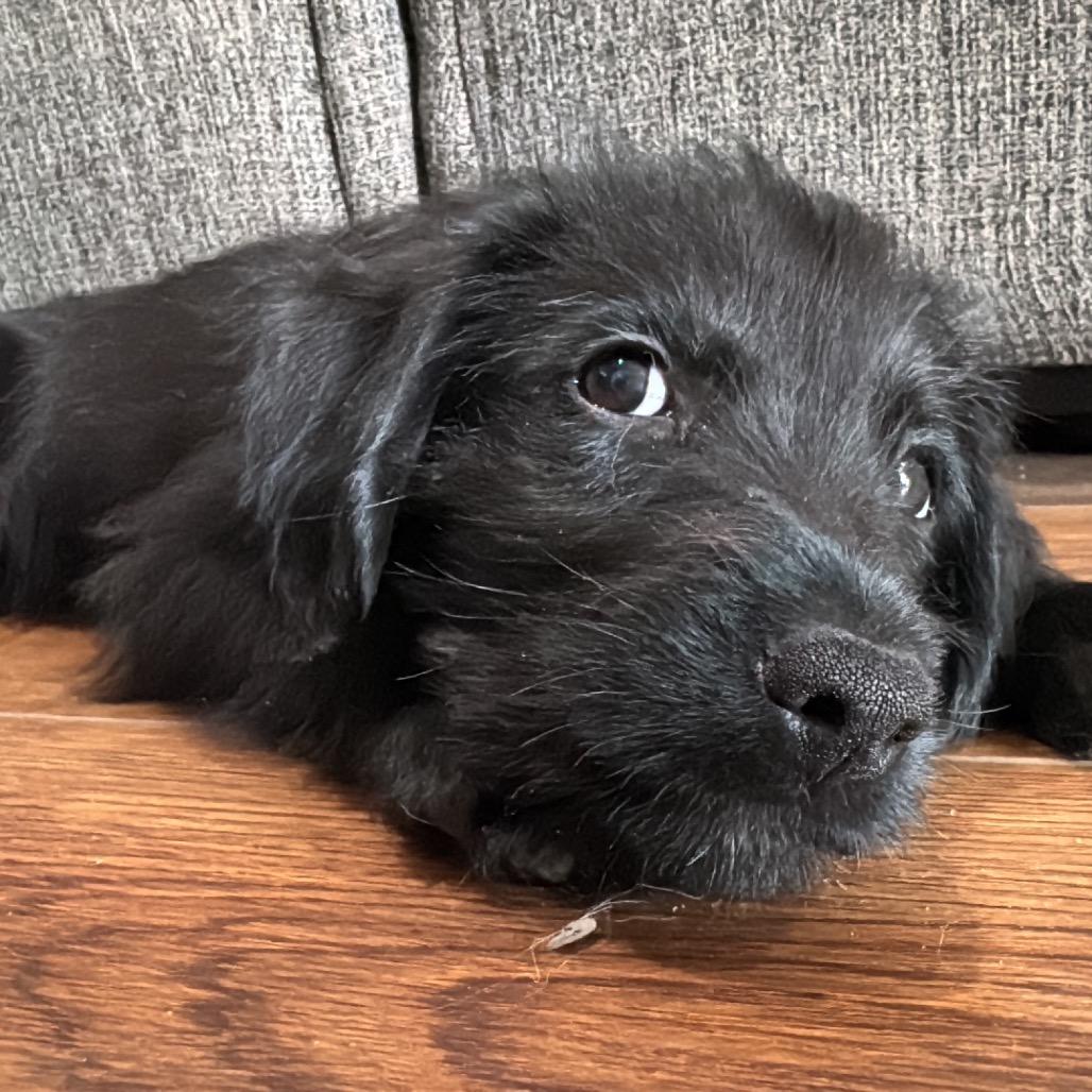 Puck, Adoptable, Puppy Male Australian Shepherd & Rat Terrier.