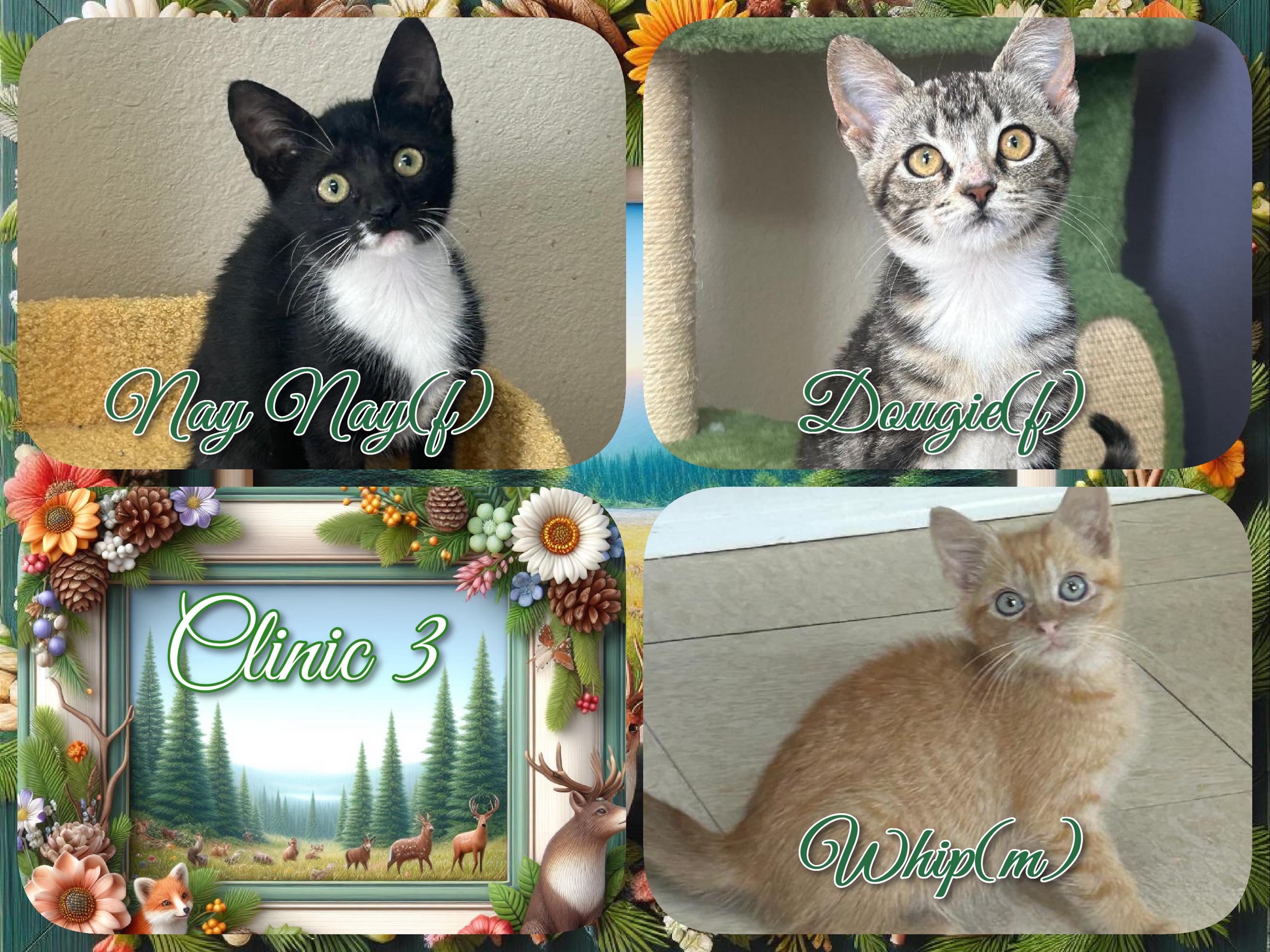 Clinic 3, ADOPTABLE, Kitten Female Domestic Short Hair.