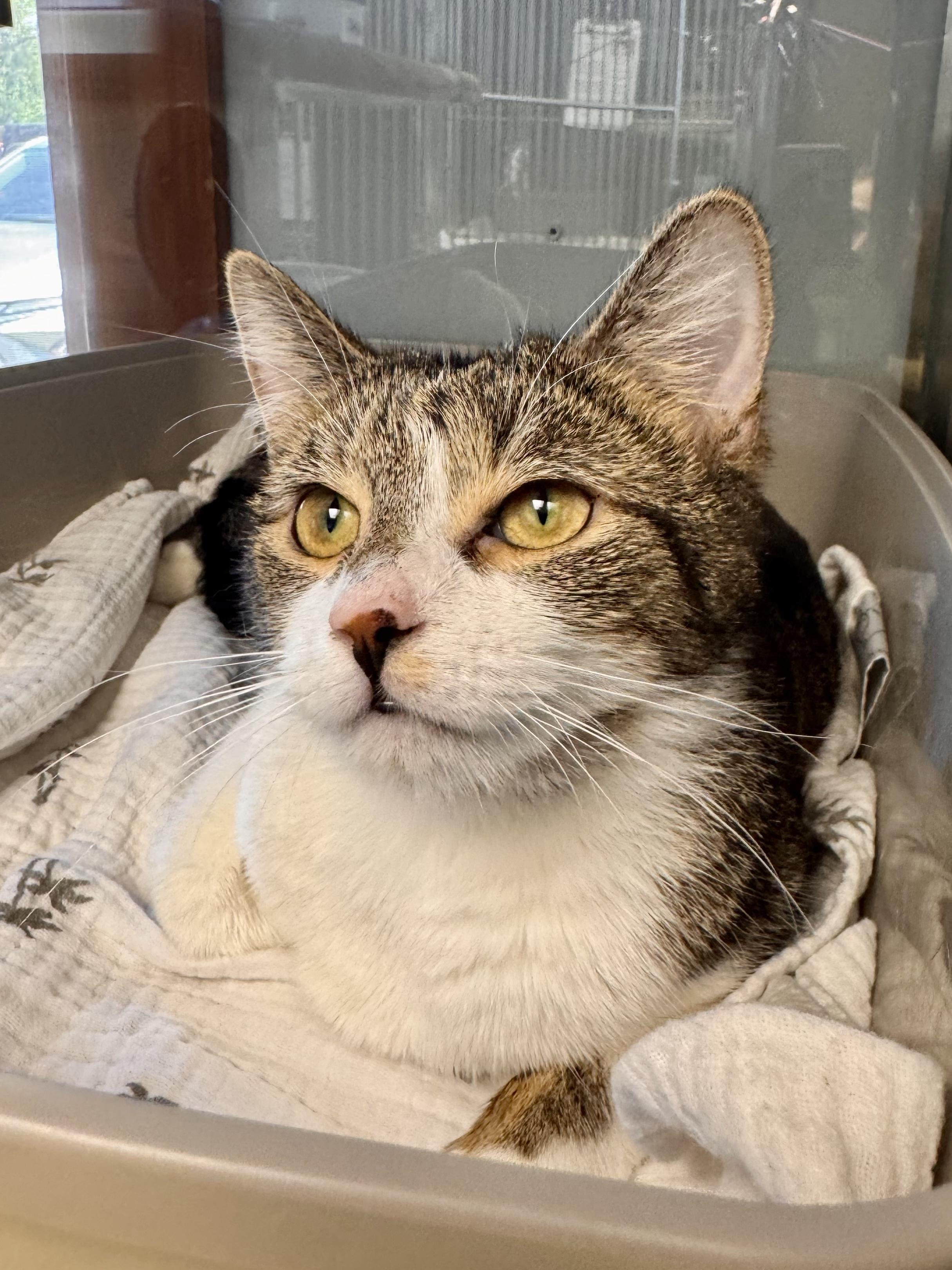 Etsy, an adopted Domestic Short Hair in Midland, MI image 1/2