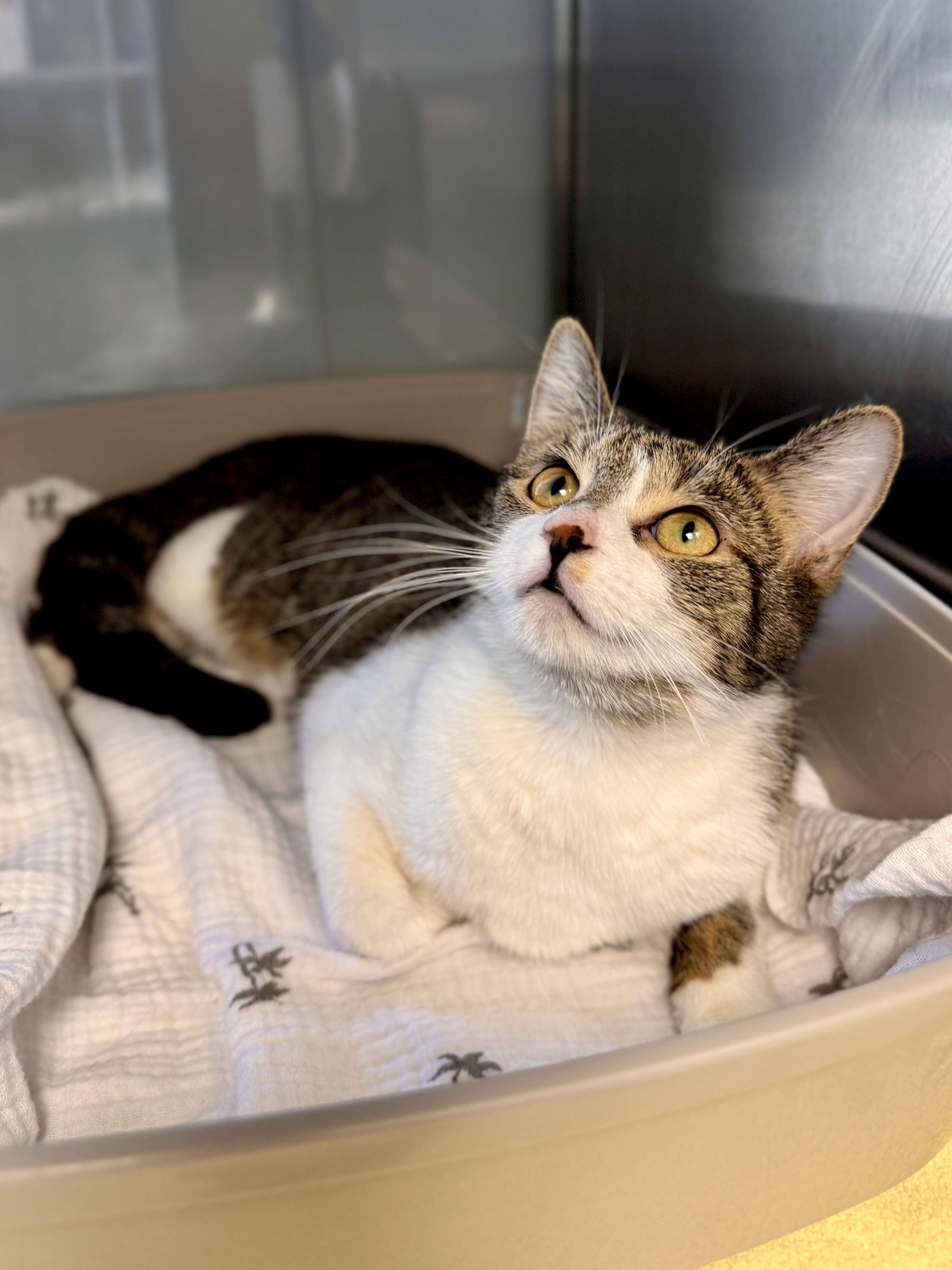 Etsy, an adopted Domestic Short Hair in Midland, MI image 2/2