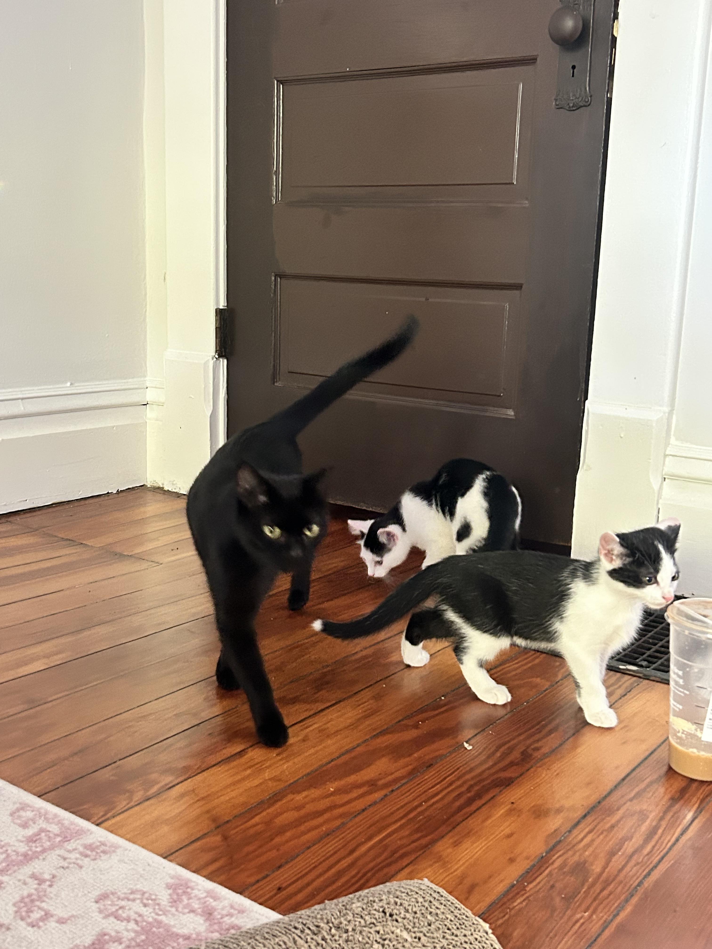 Enlarge Rolo, a Adoptable Domestic Short Hair in Columbus, OH image 5/6