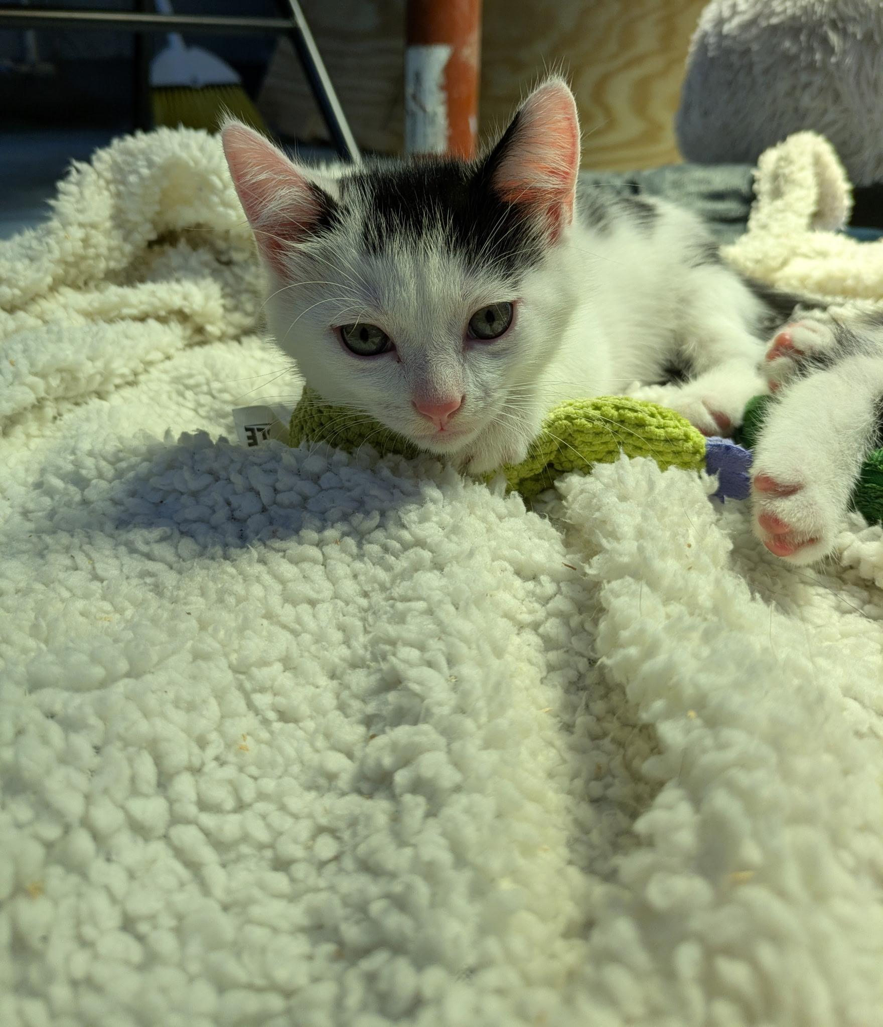 Enlarge Rolo, a Adoptable Domestic Short Hair in Columbus, OH image 4/4