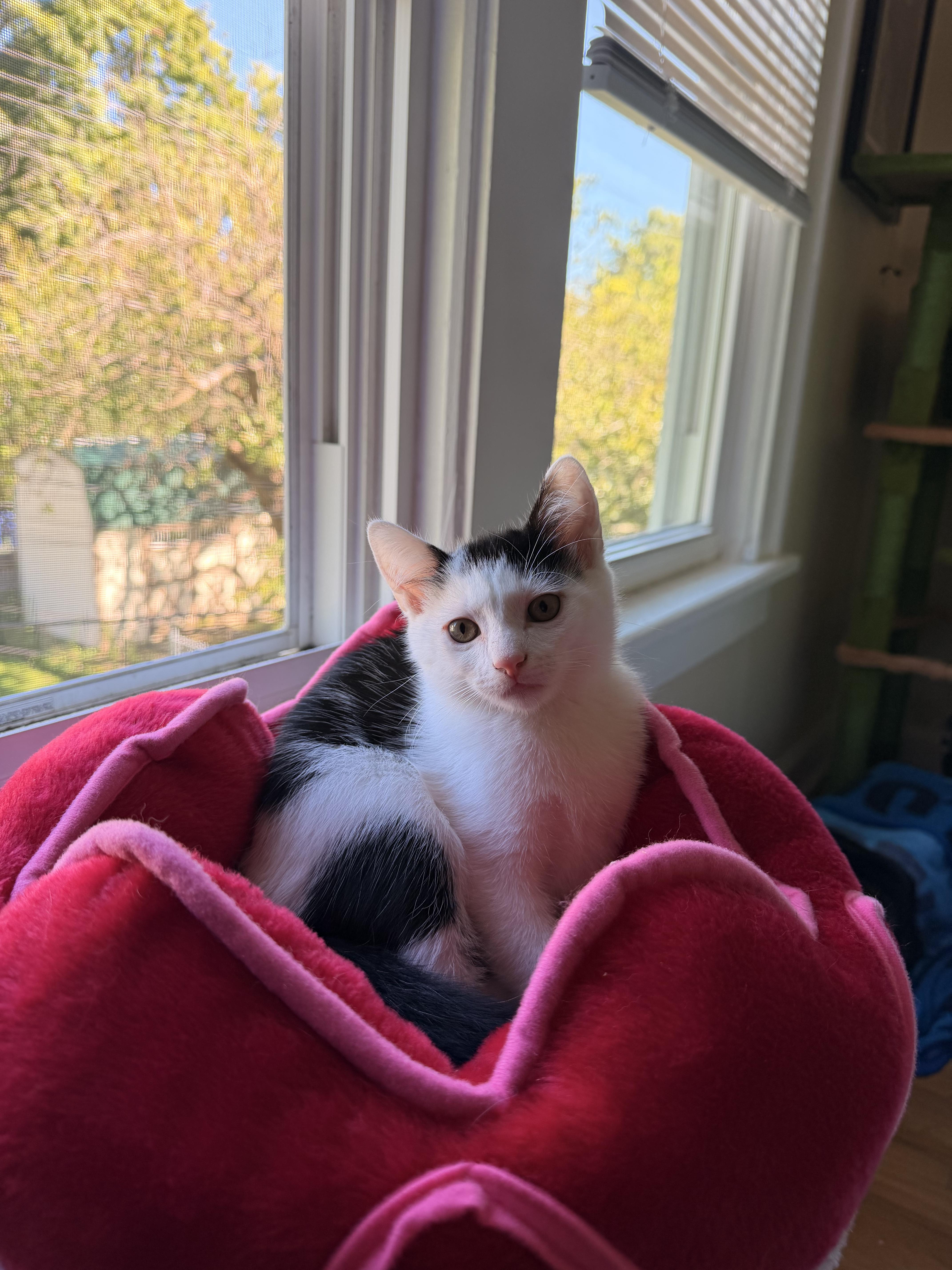 Enlarge Rolo, a Adoptable Domestic Short Hair in Columbus, OH image 5/6
