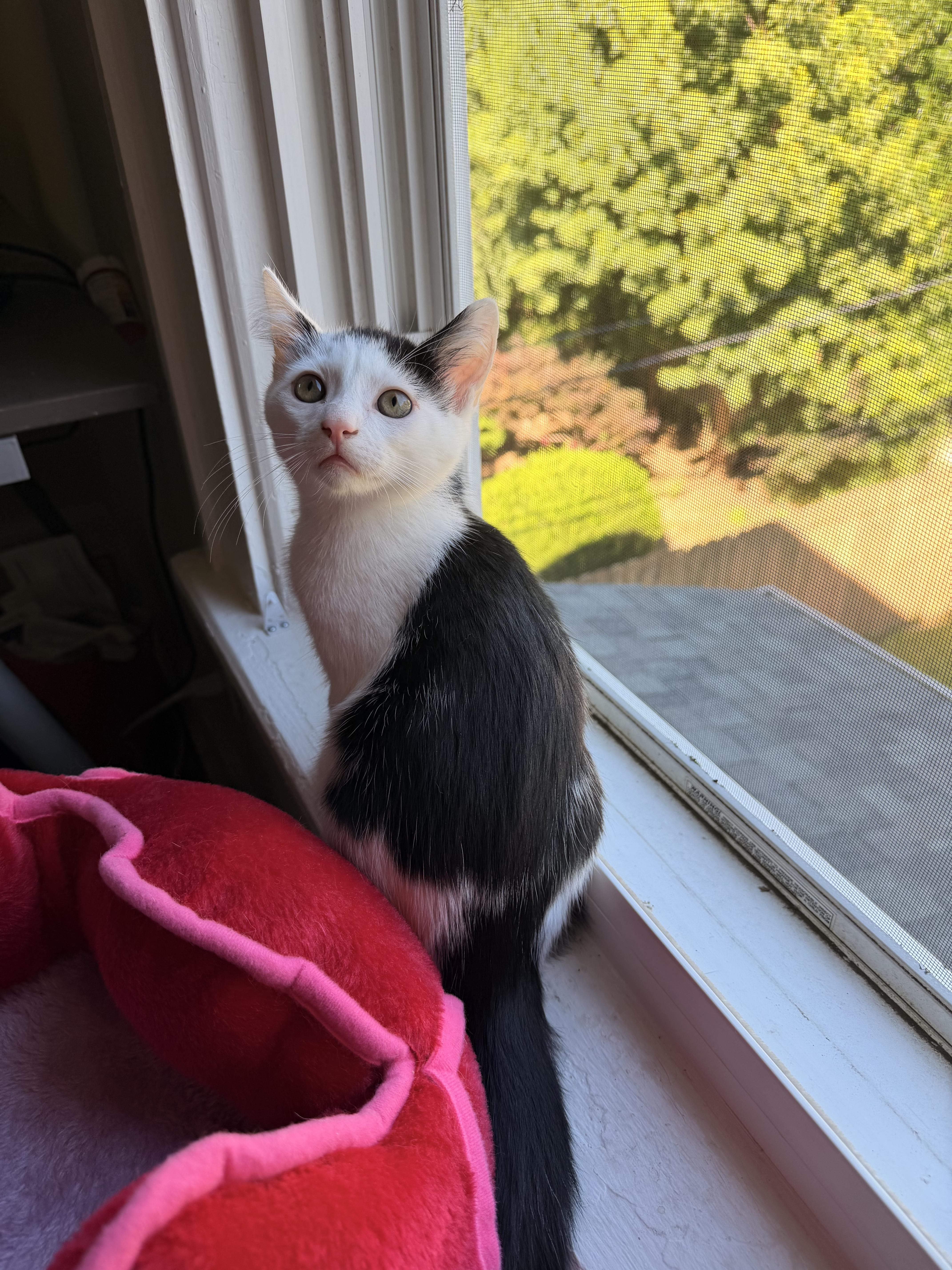 Enlarge Rolo, a Adoptable Domestic Short Hair in Columbus, OH image 2/6