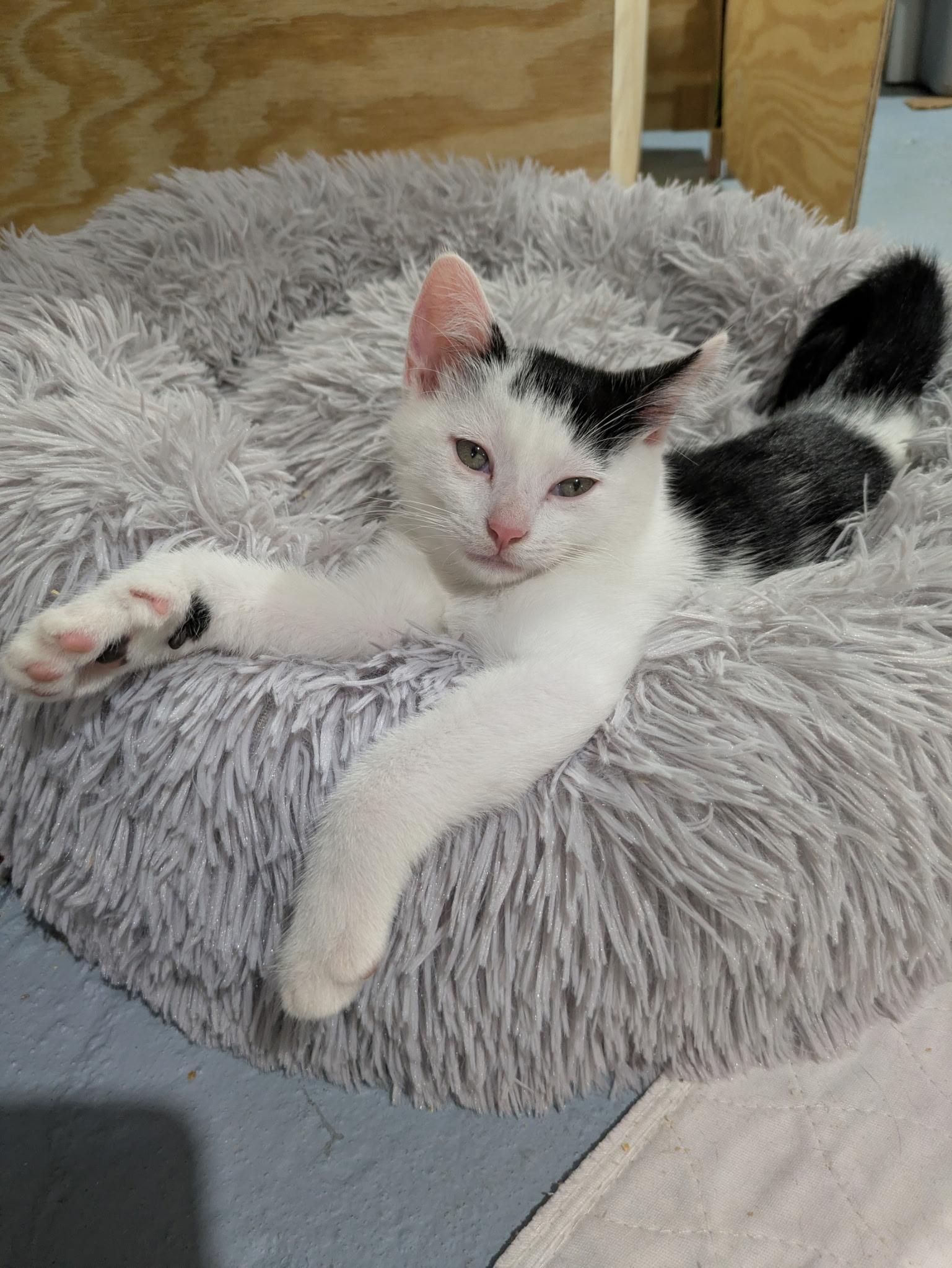 Rolo, Adoptable, Kitten Male Domestic Short Hair.
