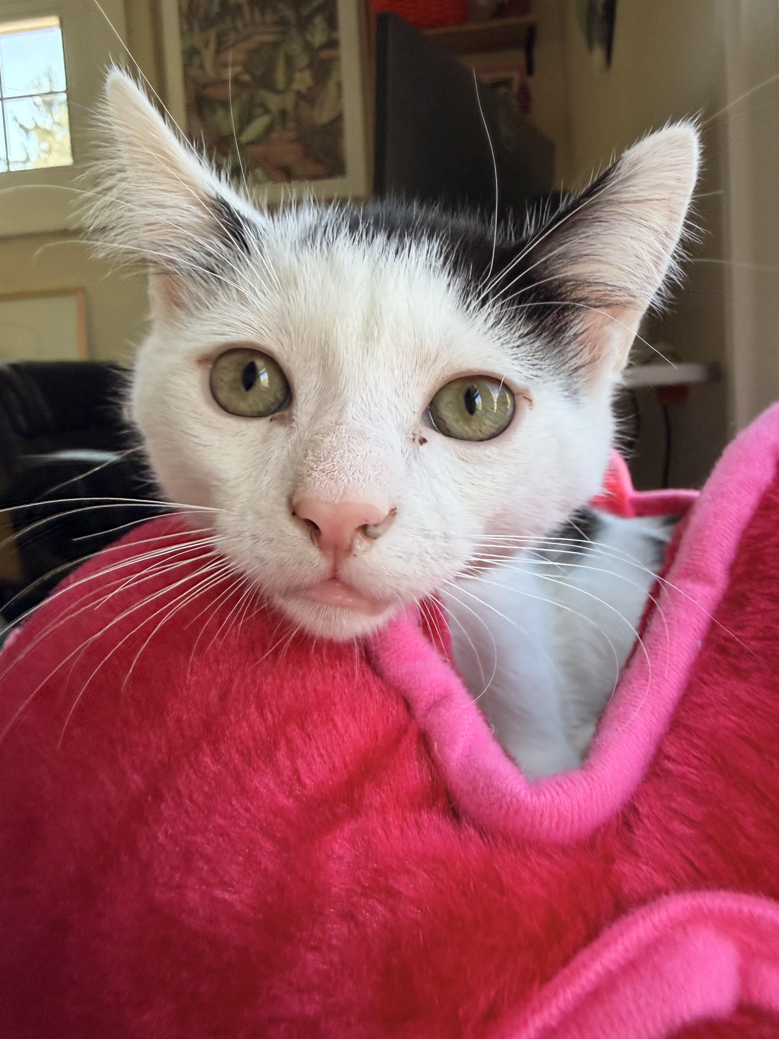 Rolo, Adoptable, Kitten Male Domestic Short Hair.
