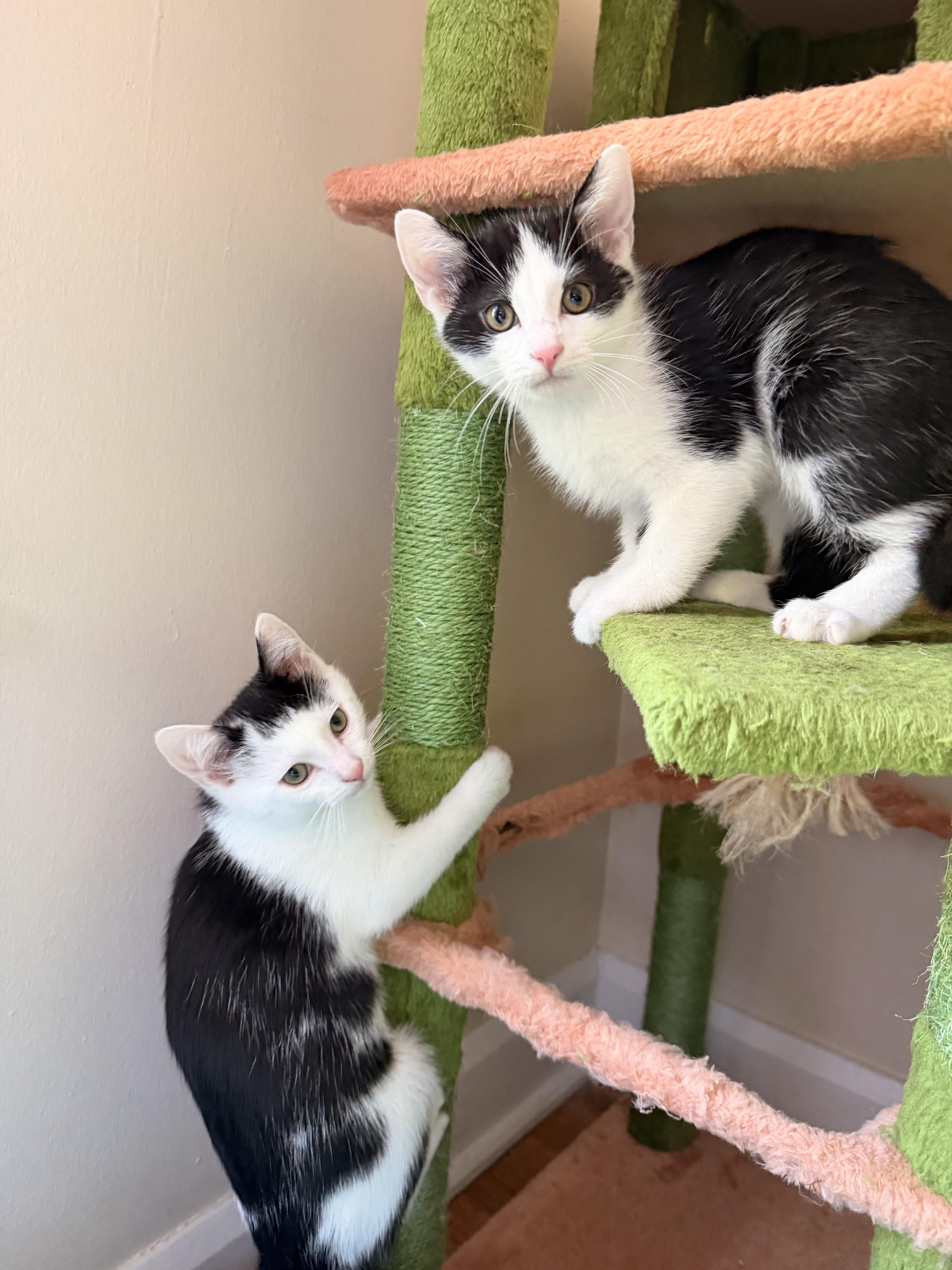 Enlarge Rolo, a Adoptable Domestic Short Hair in Columbus, OH image 6/6
