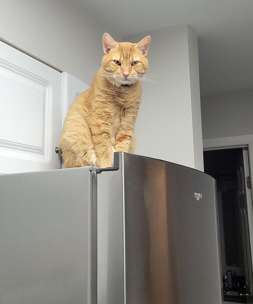Oscar, a ADOPTABLE Domestic Short Hair in Bowie, MD image 4/6