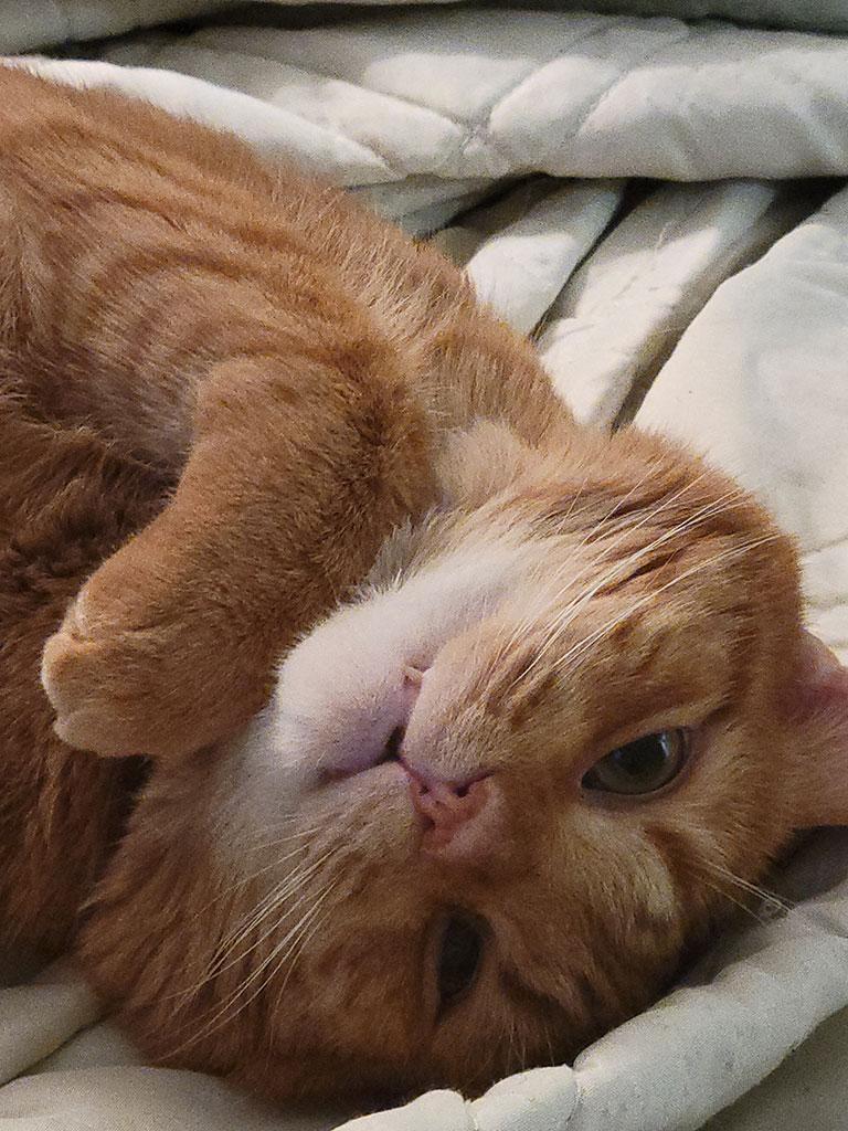 Oscar, a ADOPTABLE Domestic Short Hair in Bowie, MD image 1/6