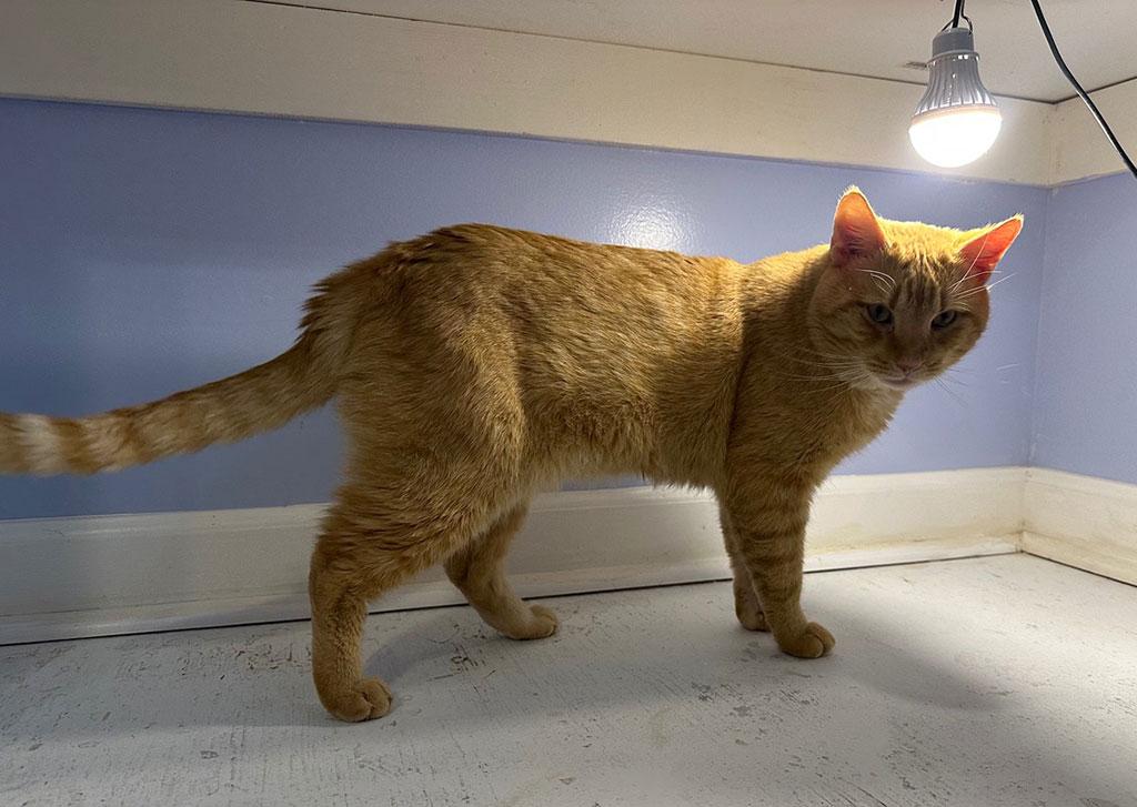 Oscar, a ADOPTABLE Domestic Short Hair in Bowie, MD image 2/2