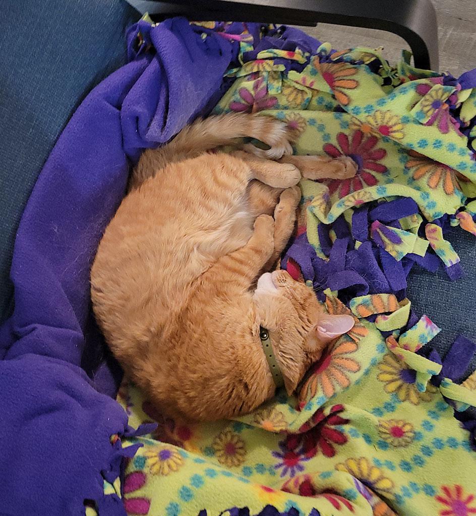 Oscar, a ADOPTABLE Domestic Short Hair in Bowie, MD image 3/6