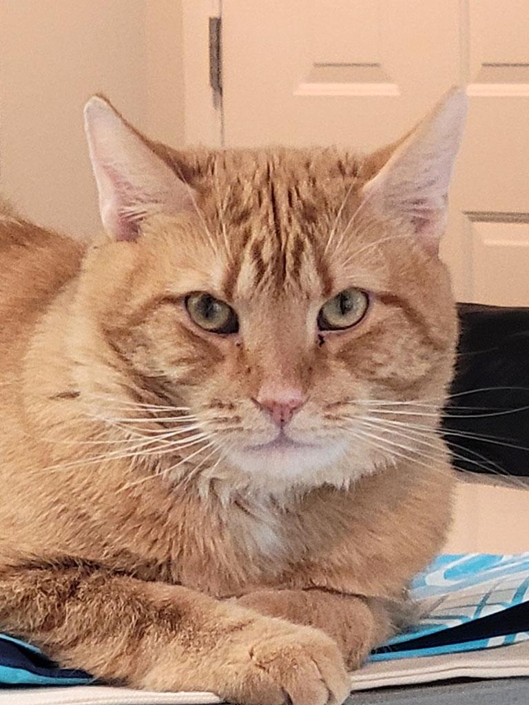 Oscar, ADOPTABLE, Young Male Domestic Short Hair.
