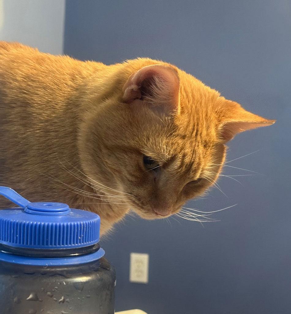 Oscar, a ADOPTABLE Domestic Short Hair in Bowie, MD image 1/2