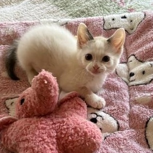 Enlarge Percy, a ADOPTABLE Domestic Short Hair in Solon, IA image 3/6