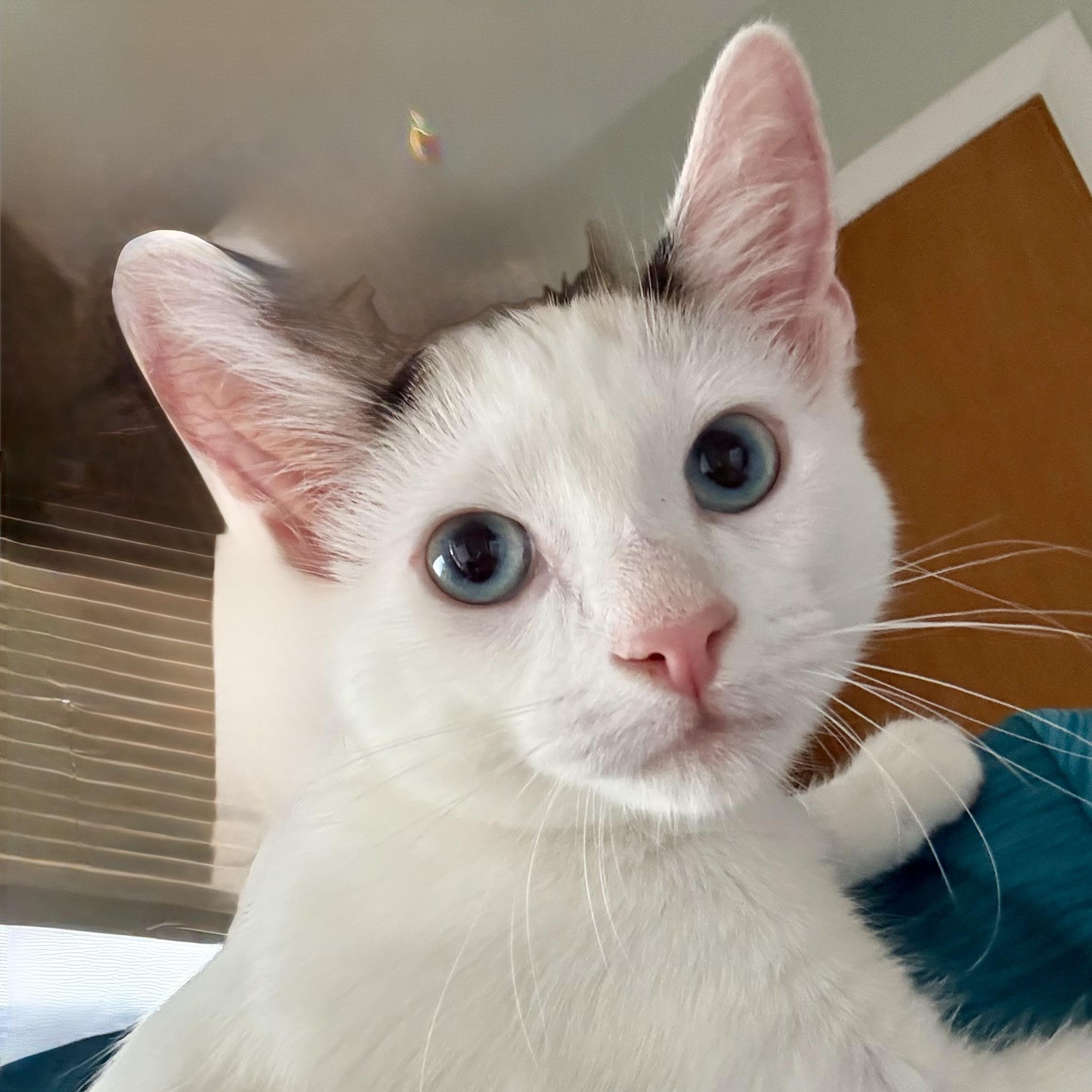 Percy, Adoptable, Kitten Female Domestic Short Hair.