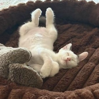 Enlarge Percy, a ADOPTABLE Domestic Short Hair in Solon, IA image 4/6