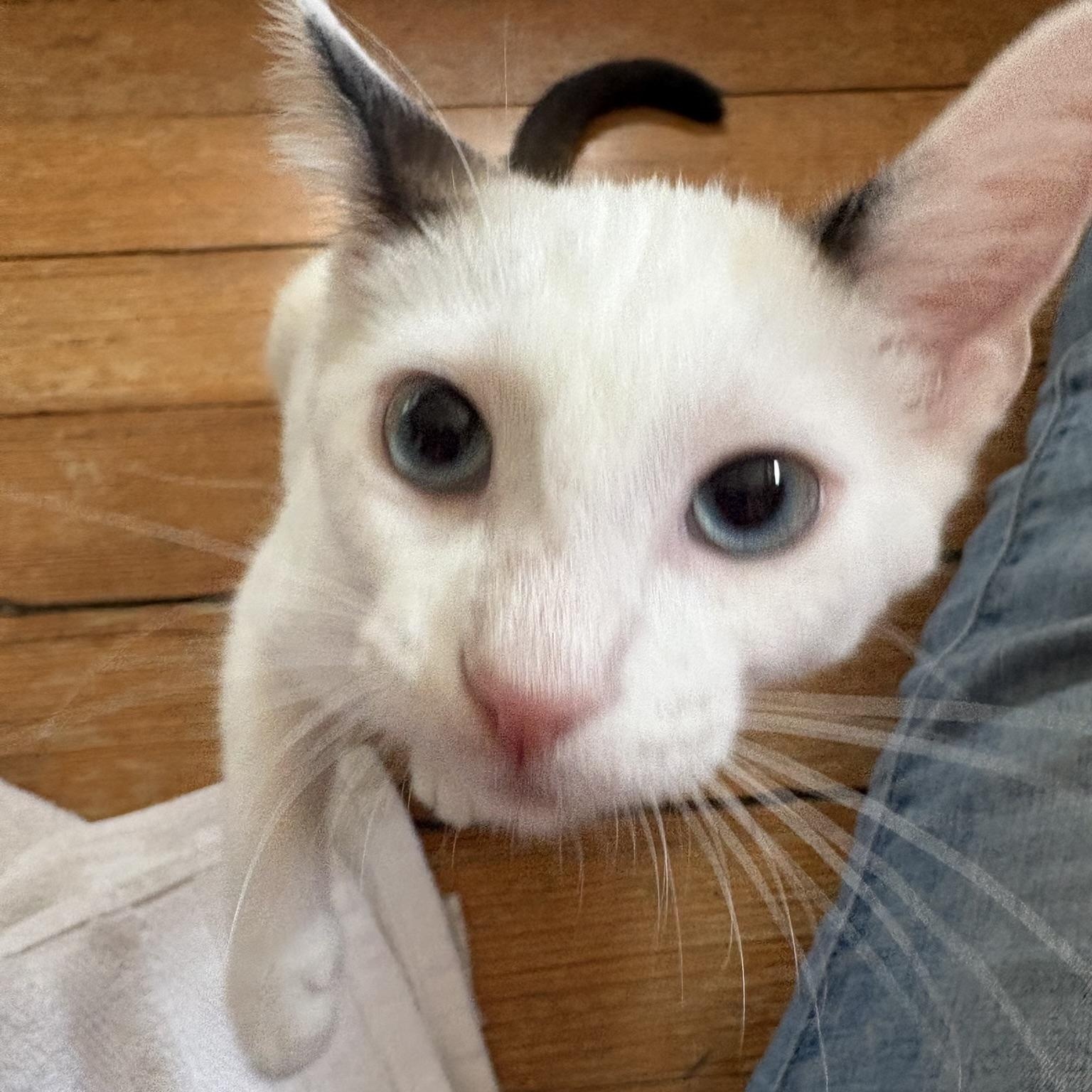 Enlarge Percy, a Adoptable Domestic Short Hair in Solon, IA image 5/6