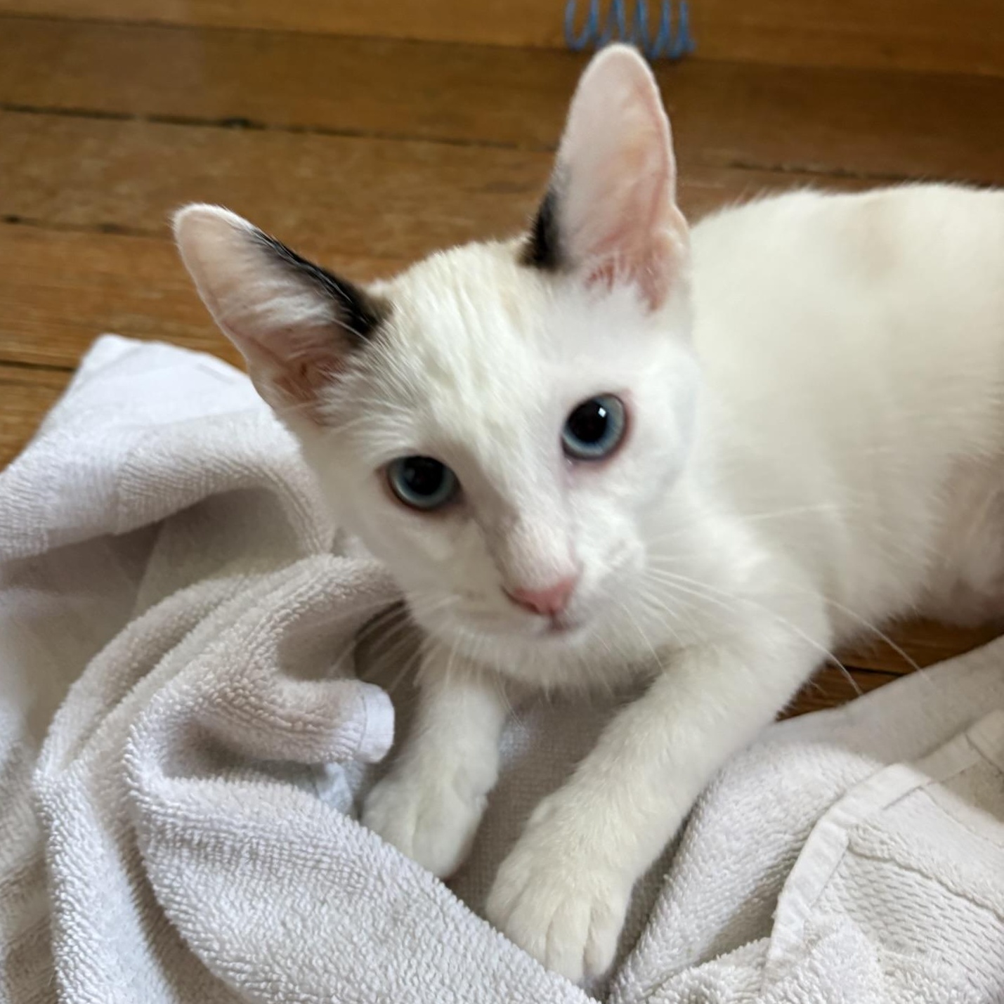 Enlarge Percy, a Adoptable Domestic Short Hair in Solon, IA image 4/6