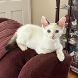 Enlarge Percy, a ADOPTABLE Domestic Short Hair in Solon, IA image 6/6