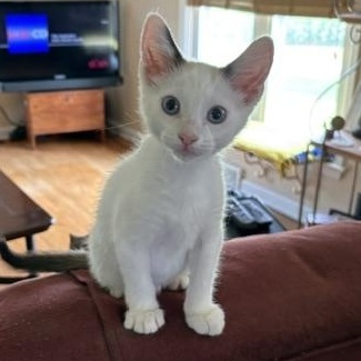 Percy, ADOPTABLE, Kitten Female Domestic Short Hair.